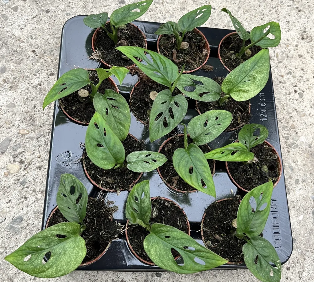 Monstera adansonii 'Mint' (Mottled variegation) - babyplant
