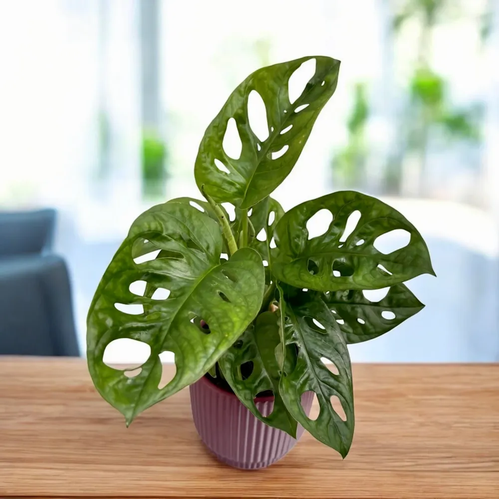 Monstera Adansonii (Philodendron Monkey Mask) D9