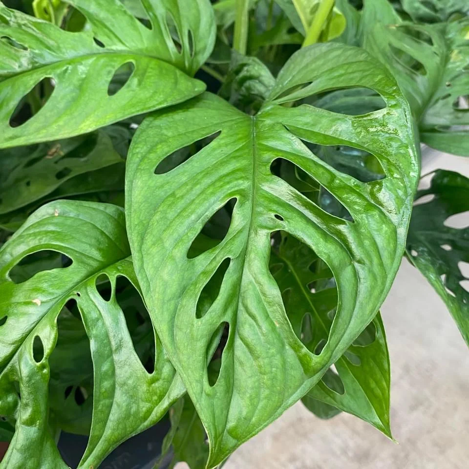 Monstera Adansonii (Philodendron Monkey Mask) D9
