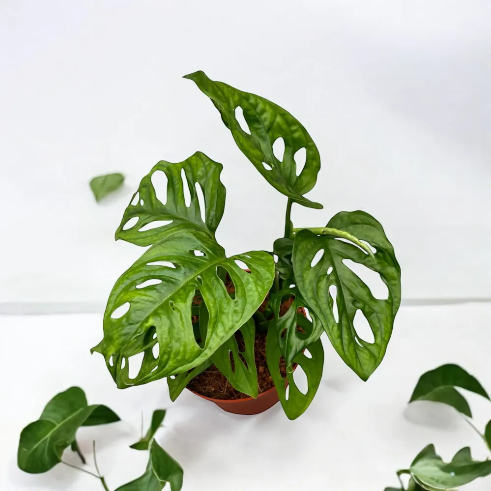 Monstera Adansonii (Philodendron Monkey Mask)