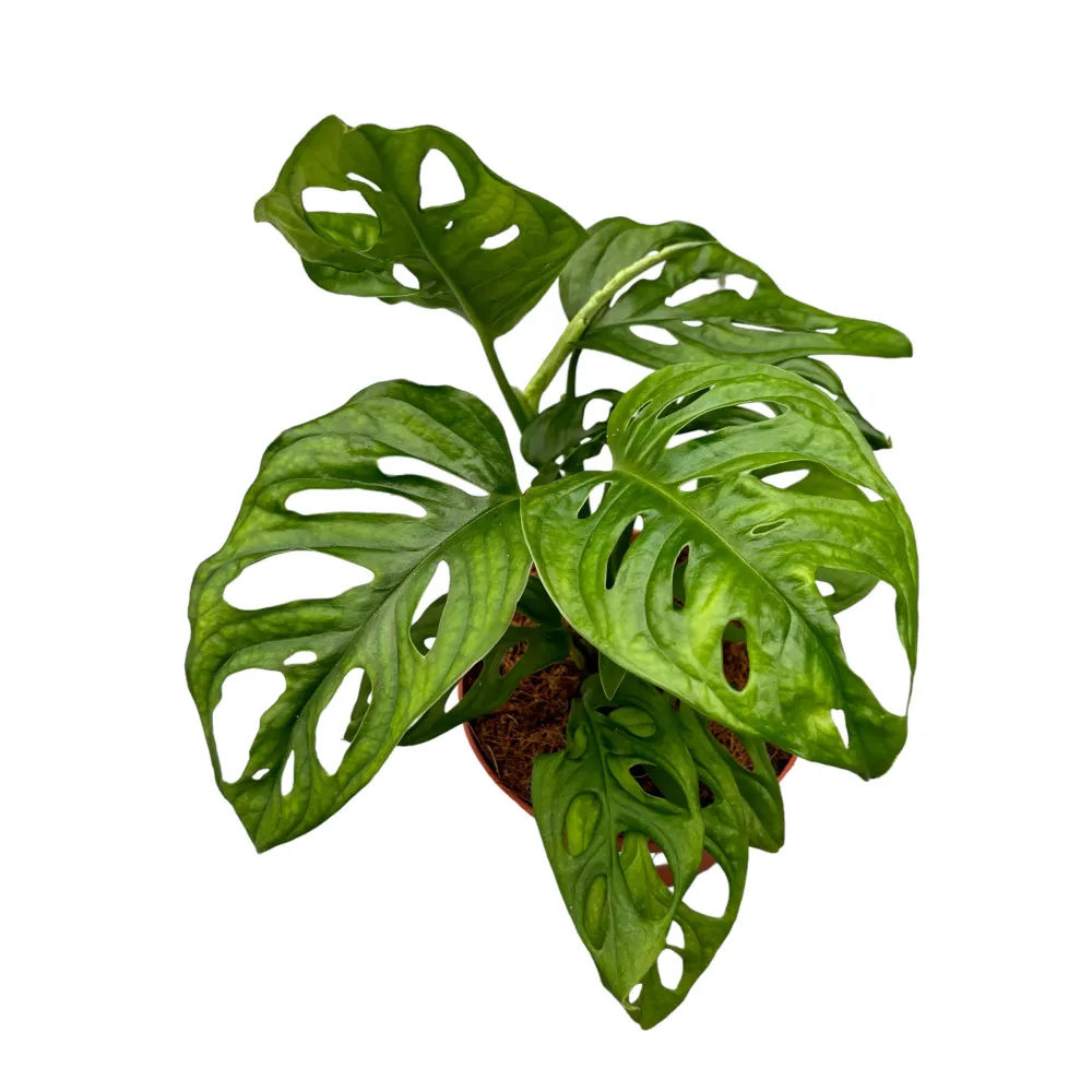 Monstera Adansonii (Philodendron Monkey Mask)