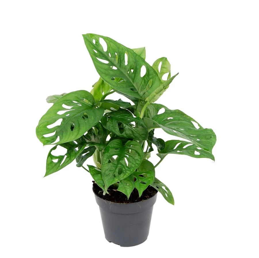 Monstera Adansonii (Philodendron Monkey Mask)