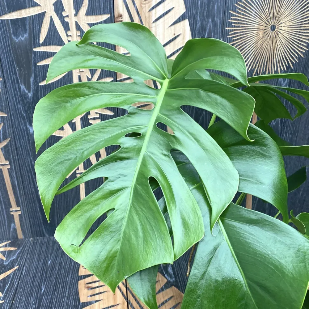 Monstera deliciosa (Swiss cheese plant) D15