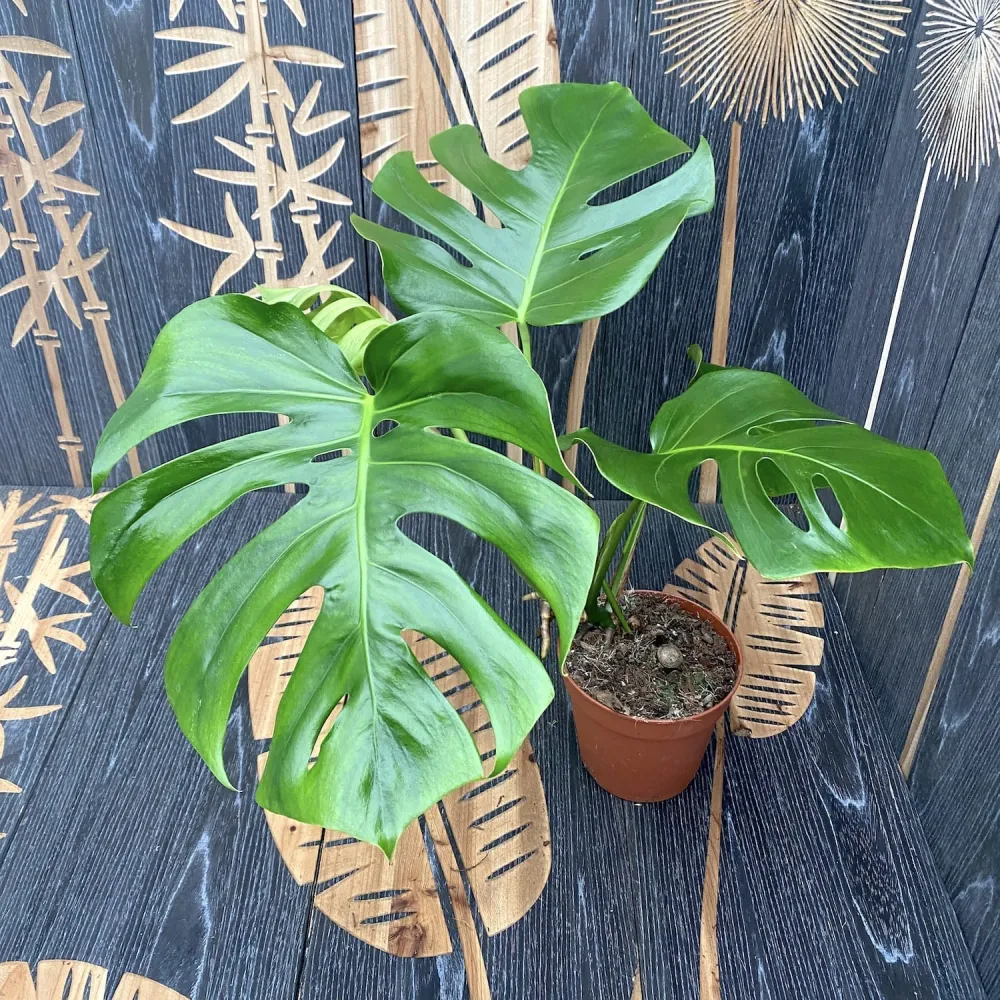 Monstera deliciosa (Swiss cheese plant) D15