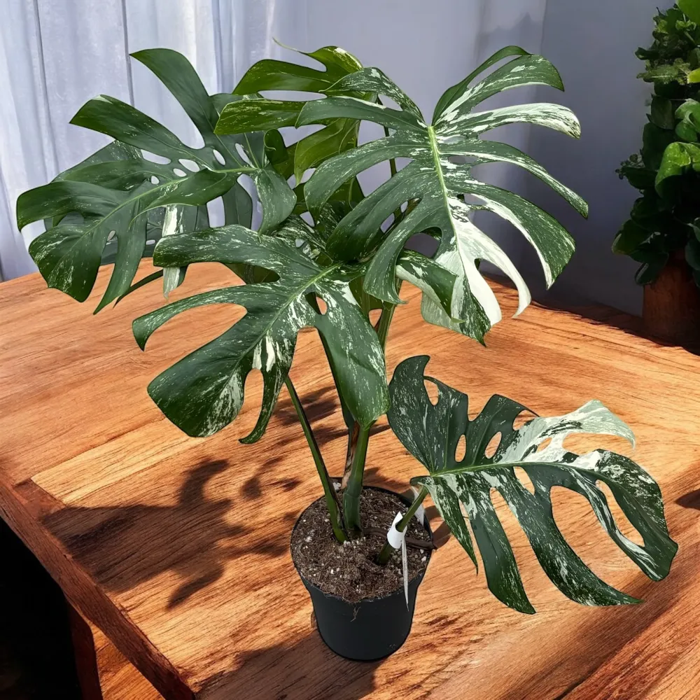 Monstera deliciosa 'Variegata' D17 - exemplare XL