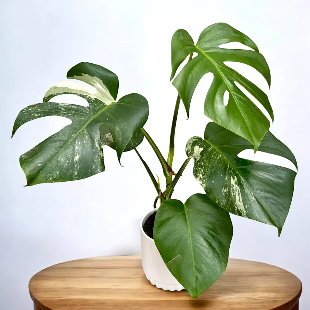 Monstera deliciosa 'Variegata' (low variegation)