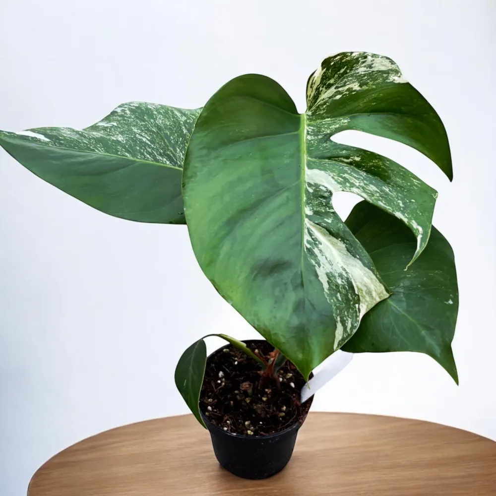 Monstera deliciosa 'Variegata' (low variegation)