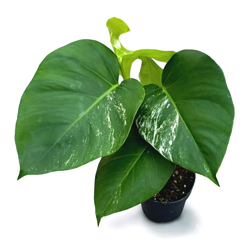Monstera deliciosa 'Variegata' (low variegation)