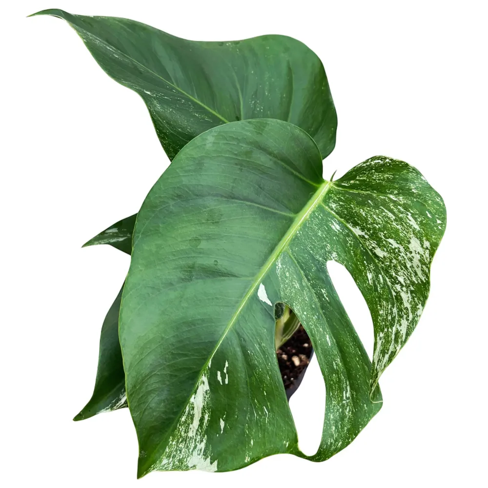 Monstera deliciosa 'Variegata' (low variegation)