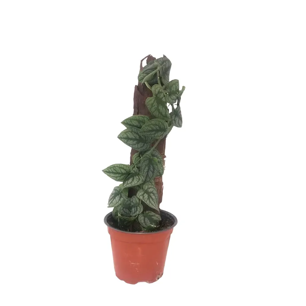 Monstera dubia (H30)