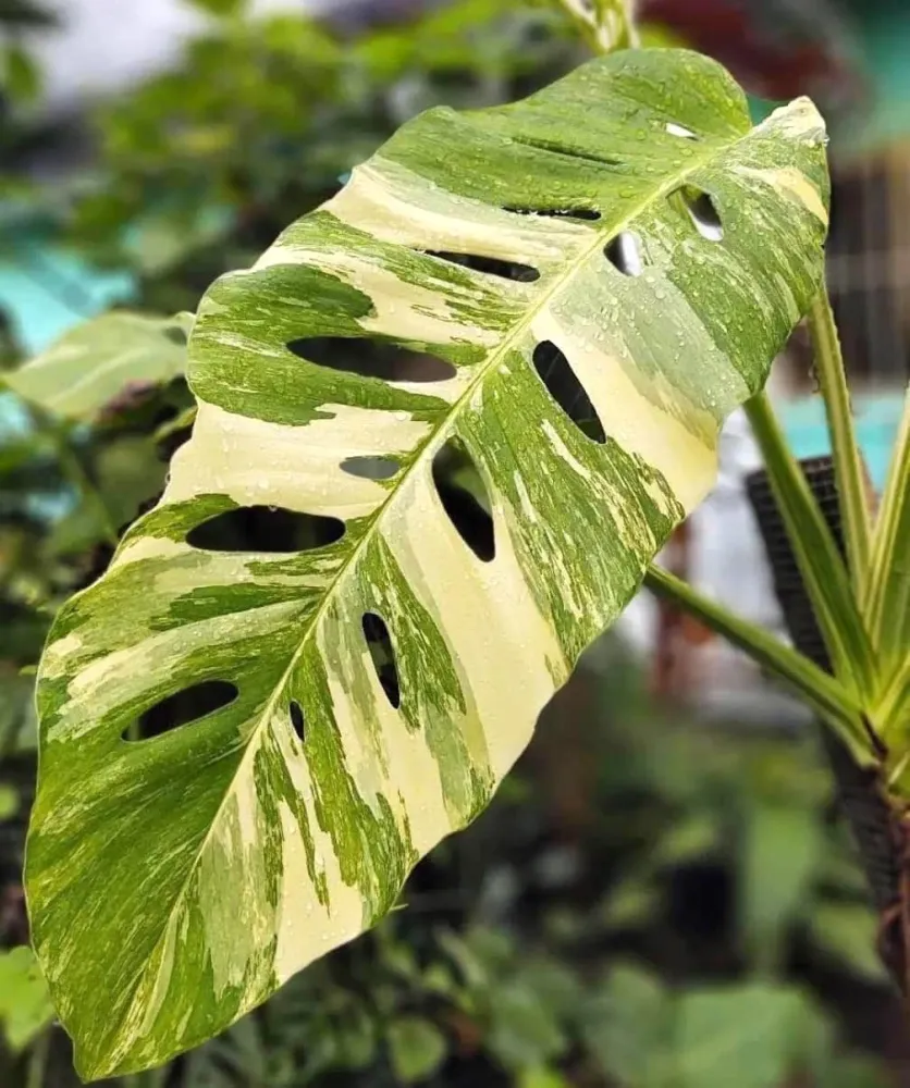 Monstera lechleriana 'Variegata'