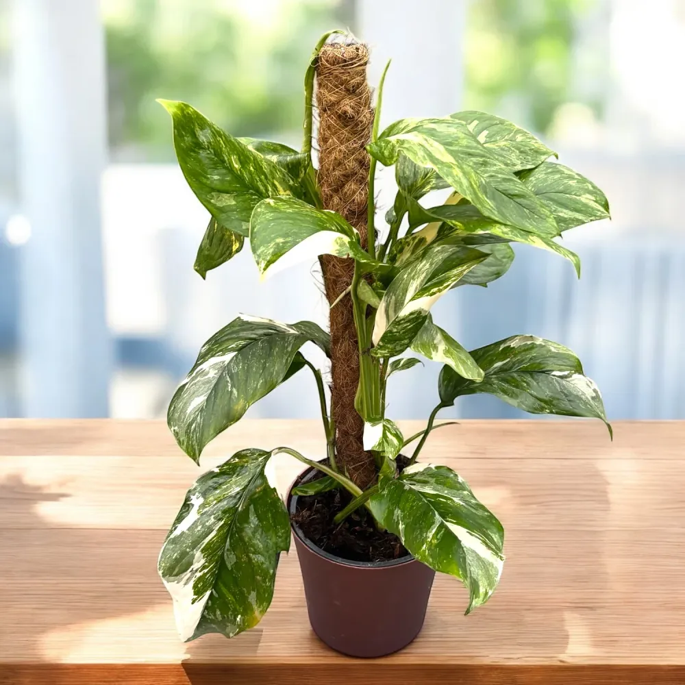 Monstera lechleriana 'Variegata'