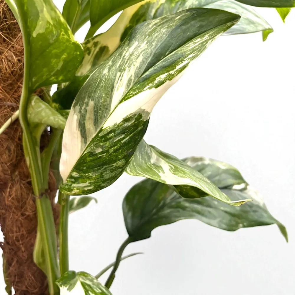 Monstera lechleriana 'Variegata'