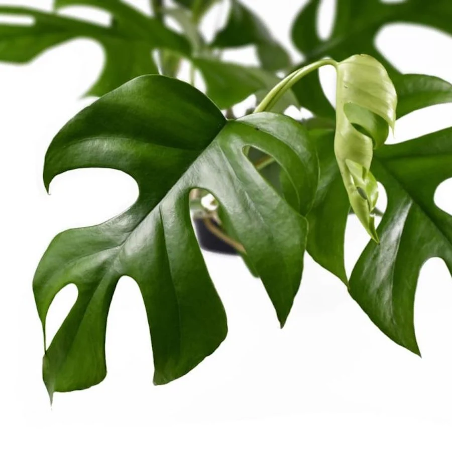Monstera Minima (Rhaphidophora tetrasperma) *babyplant