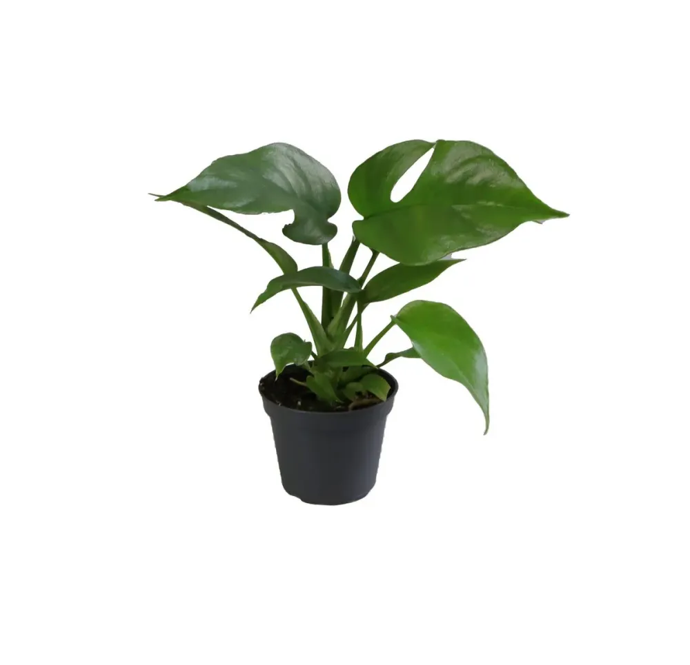Monstera Minima (Rhaphidophora tetrasperma) *babyplant