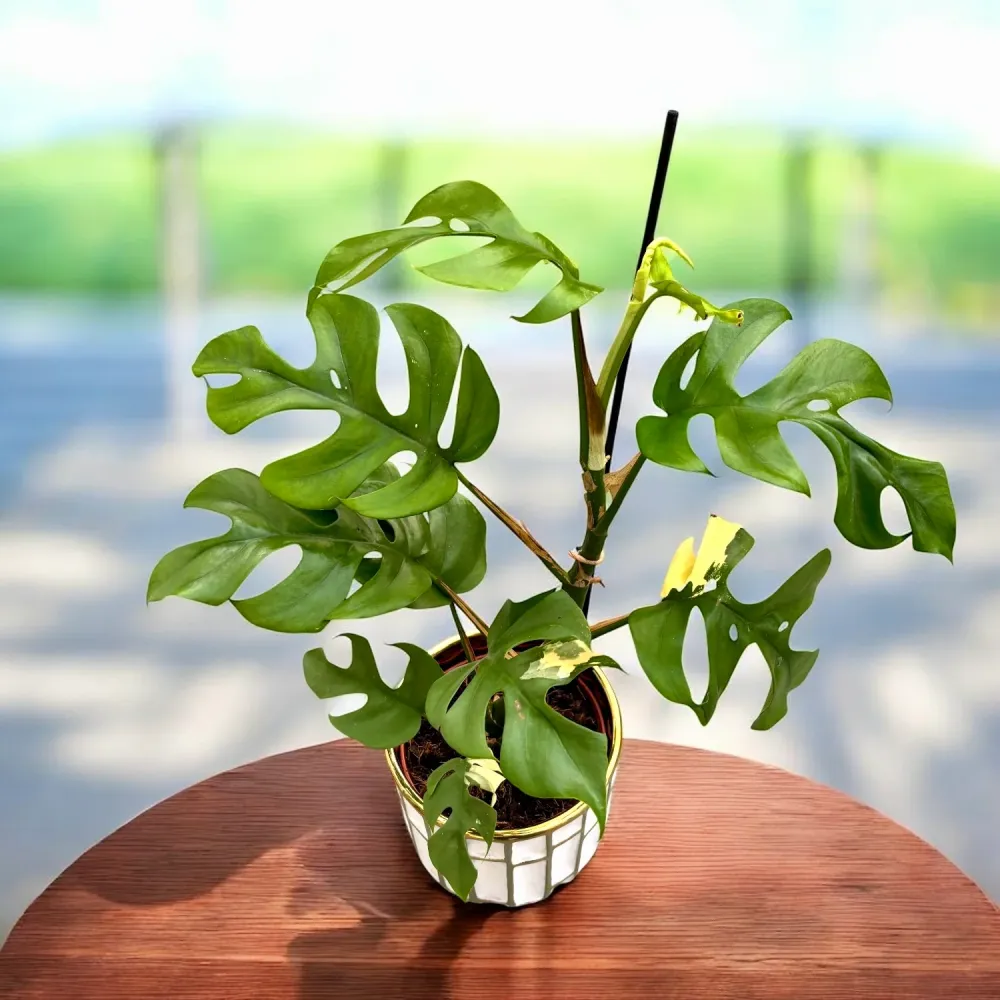Monstera minima 'Variegata' (low variegated)