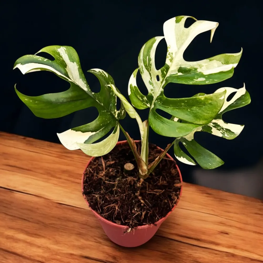 Monstera minima 'Variegata' (Rhaphidophora tetrasperma 'Variegata')