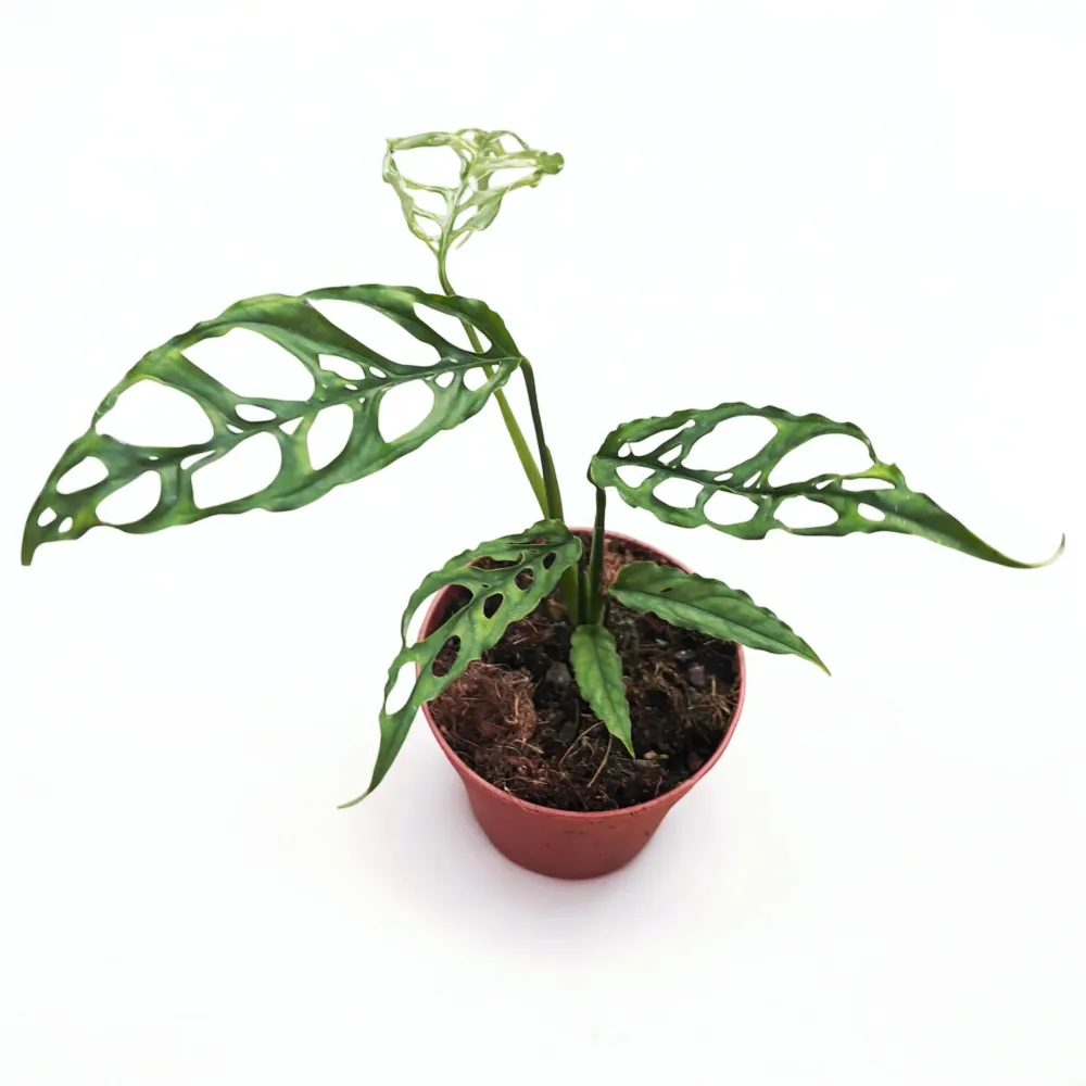 Monstera obliqua (sp. Peru - Peruvian form)