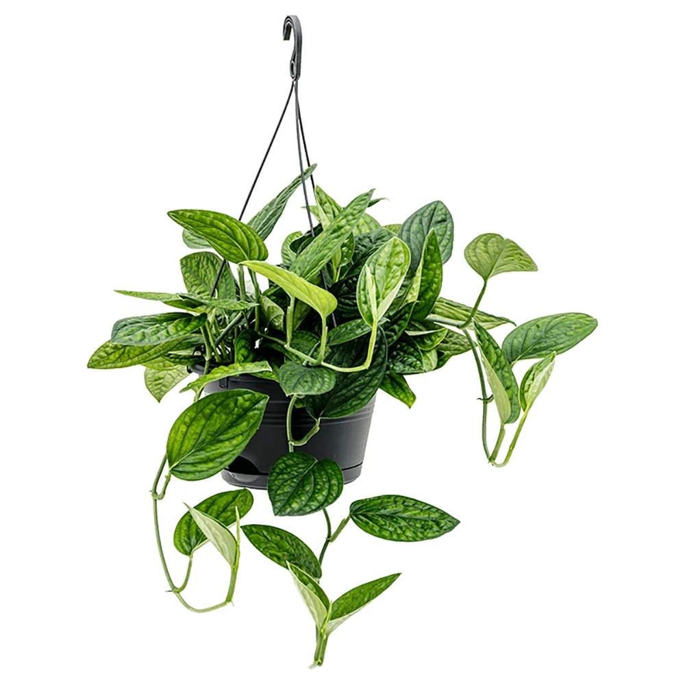 Monstera de Peru Karstenianum, 40 cm, frunze verzi texturate, usor de ingrijit, purificatoare de aer