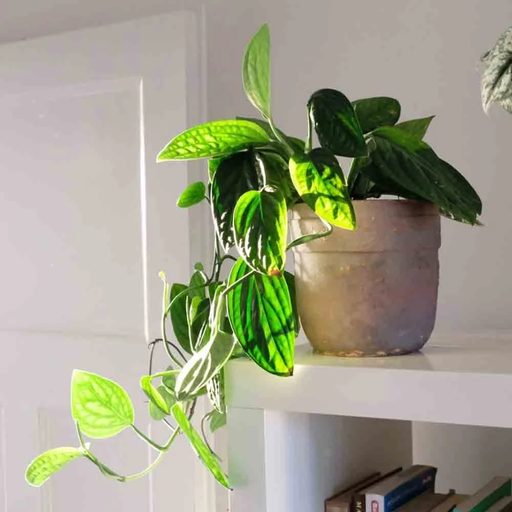 Monstera de Peru Karstenianum, 40 cm, frunze verzi texturate, usor de ingrijit, purificatoare de aer