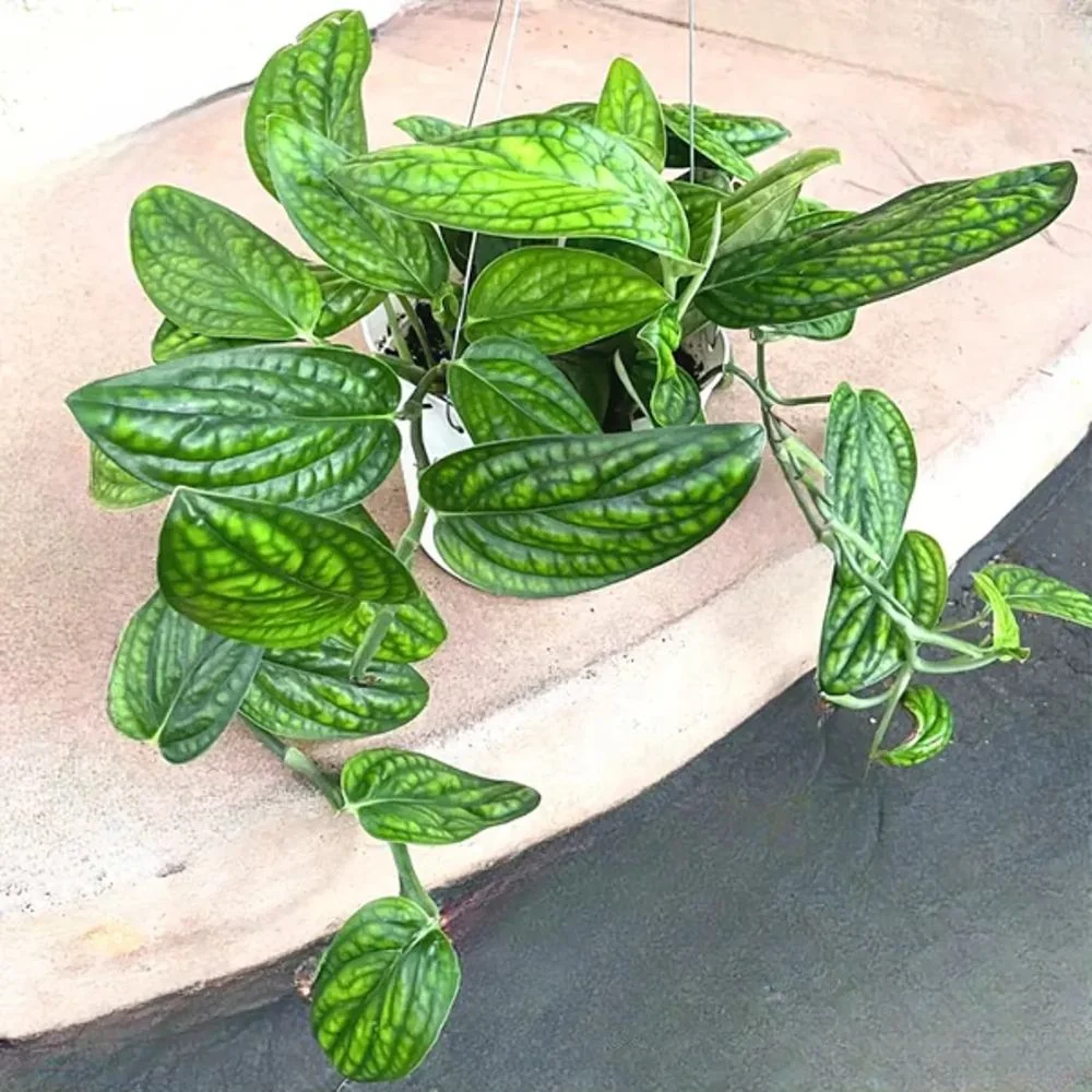 Monstera de Peru Karstenianum, 40 cm, frunze verzi texturate, usor de ingrijit, purificatoare de aer