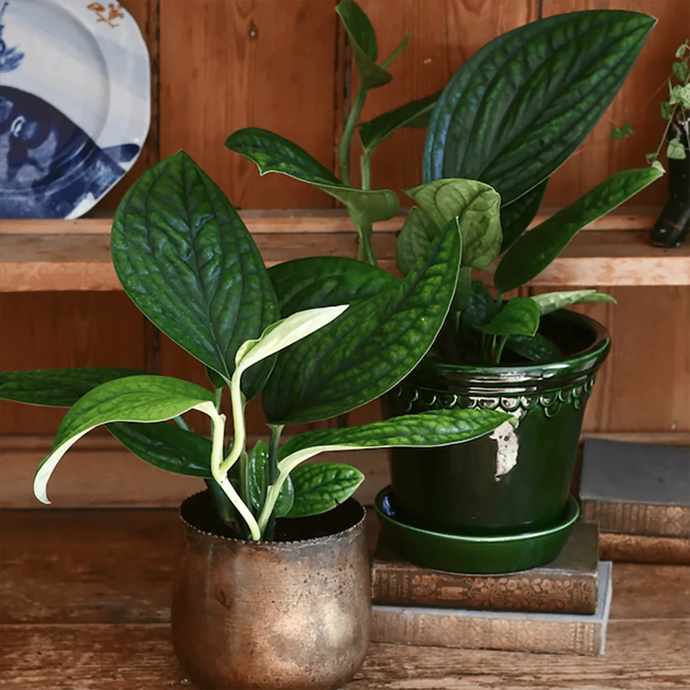 Monstera de Peru Karstenianum, 40 cm, frunze verzi texturate, usor de ingrijit, purificatoare de aer