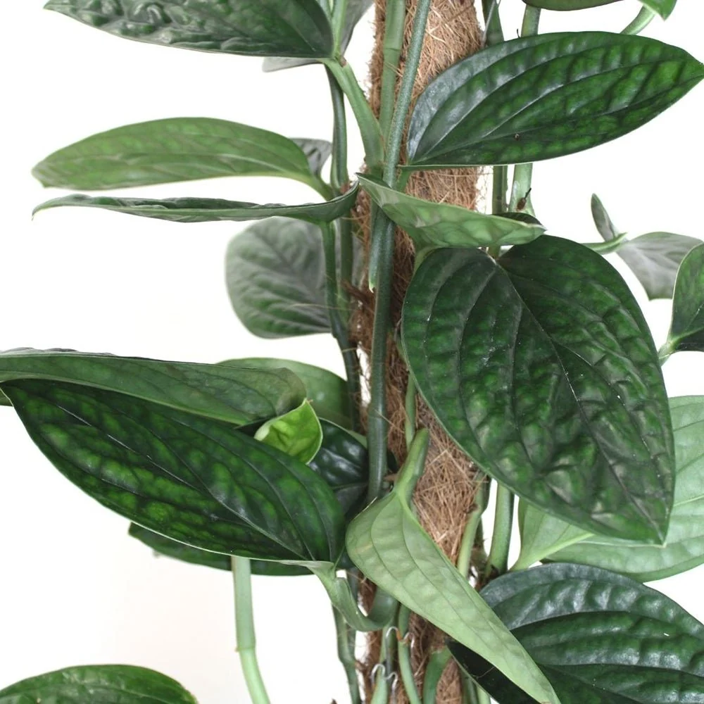 Monstera de Peru Karstenianum, 40 cm, frunze verzi texturate, usor de ingrijit, purificatoare de aer
