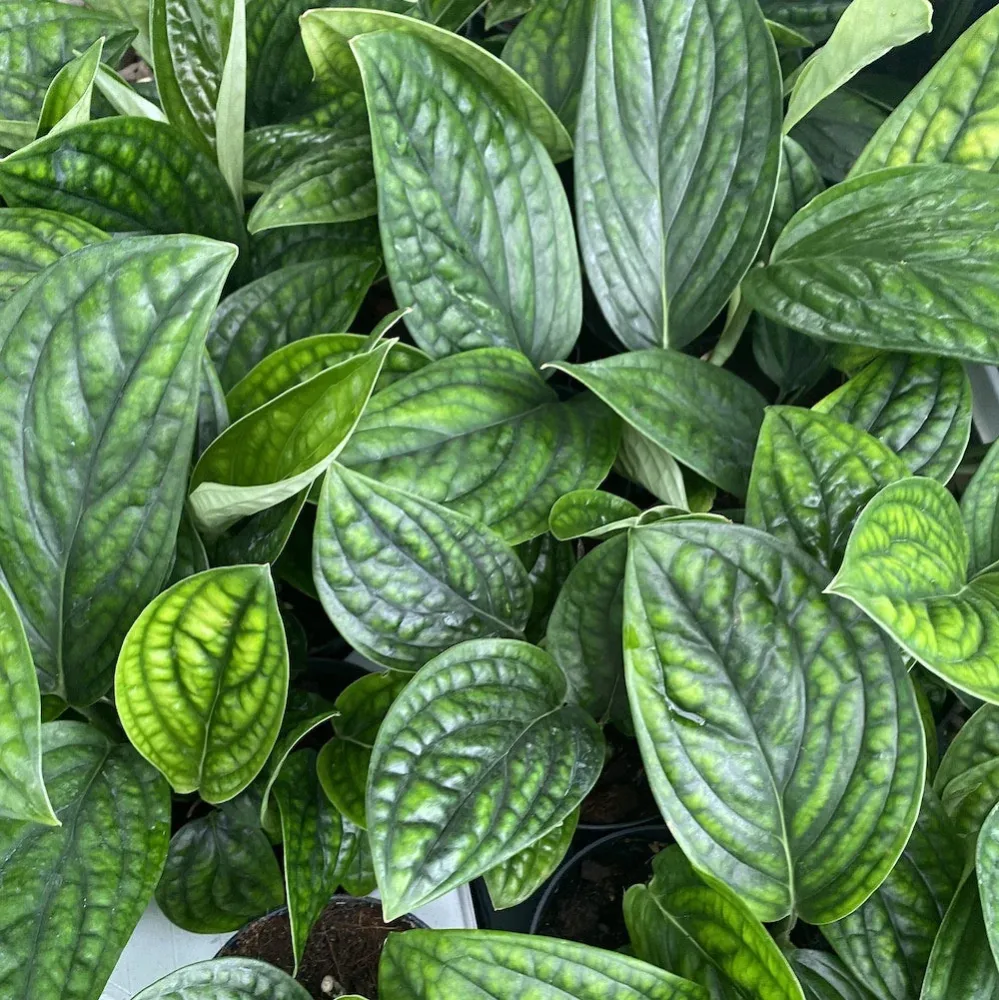 Monstera Peru (Monstera karstenianum) D15