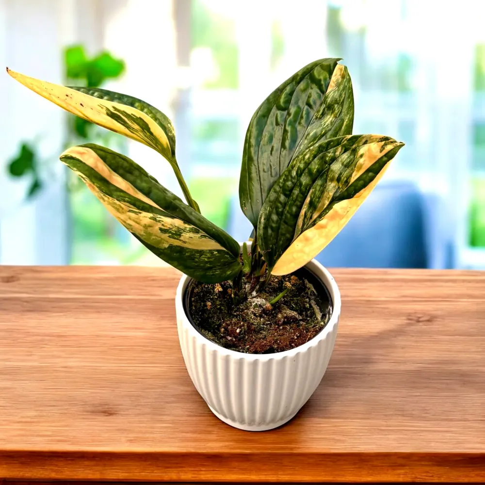 Monstera peru ‘Variegata’ (Monstera karstenianum)