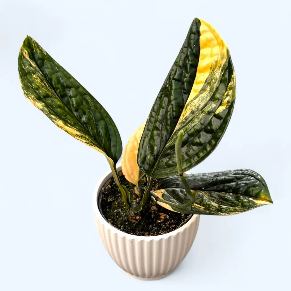 Monstera peru ‘Variegata’ (Monstera karstenianum)