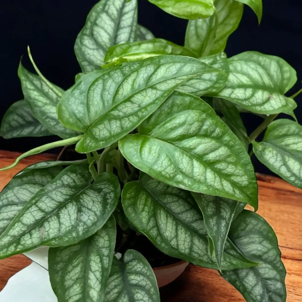 Monstera Siltepecana (Silver Monstera) - frunzis exotic cu nervuri argintii