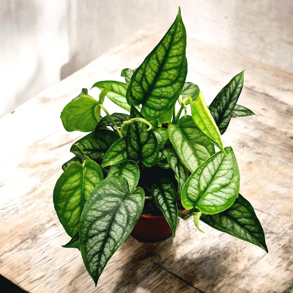 Monstera Siltepecana (Silver Monstera) - frunzis exotic cu nervuri argintii