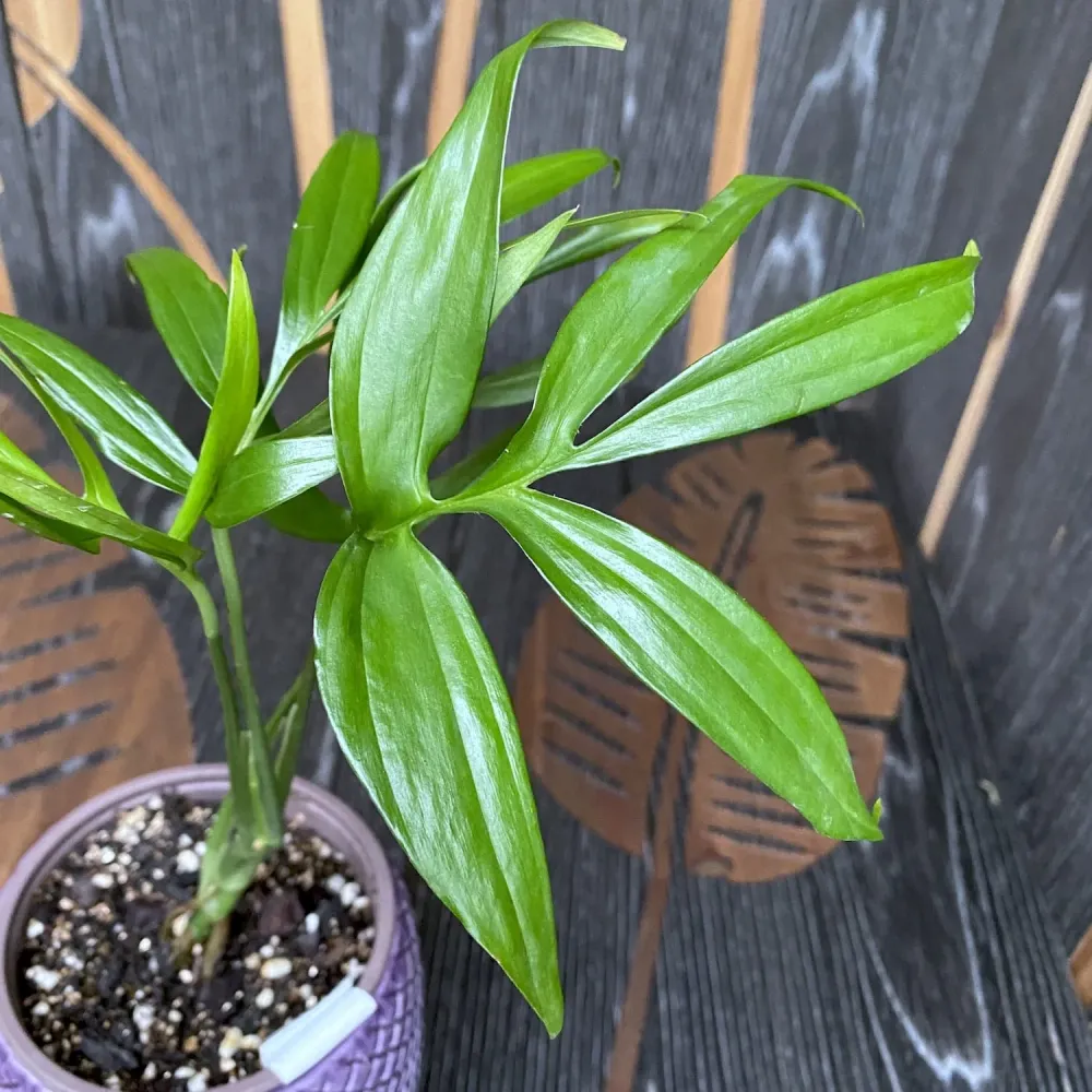 Monstera subpinnata