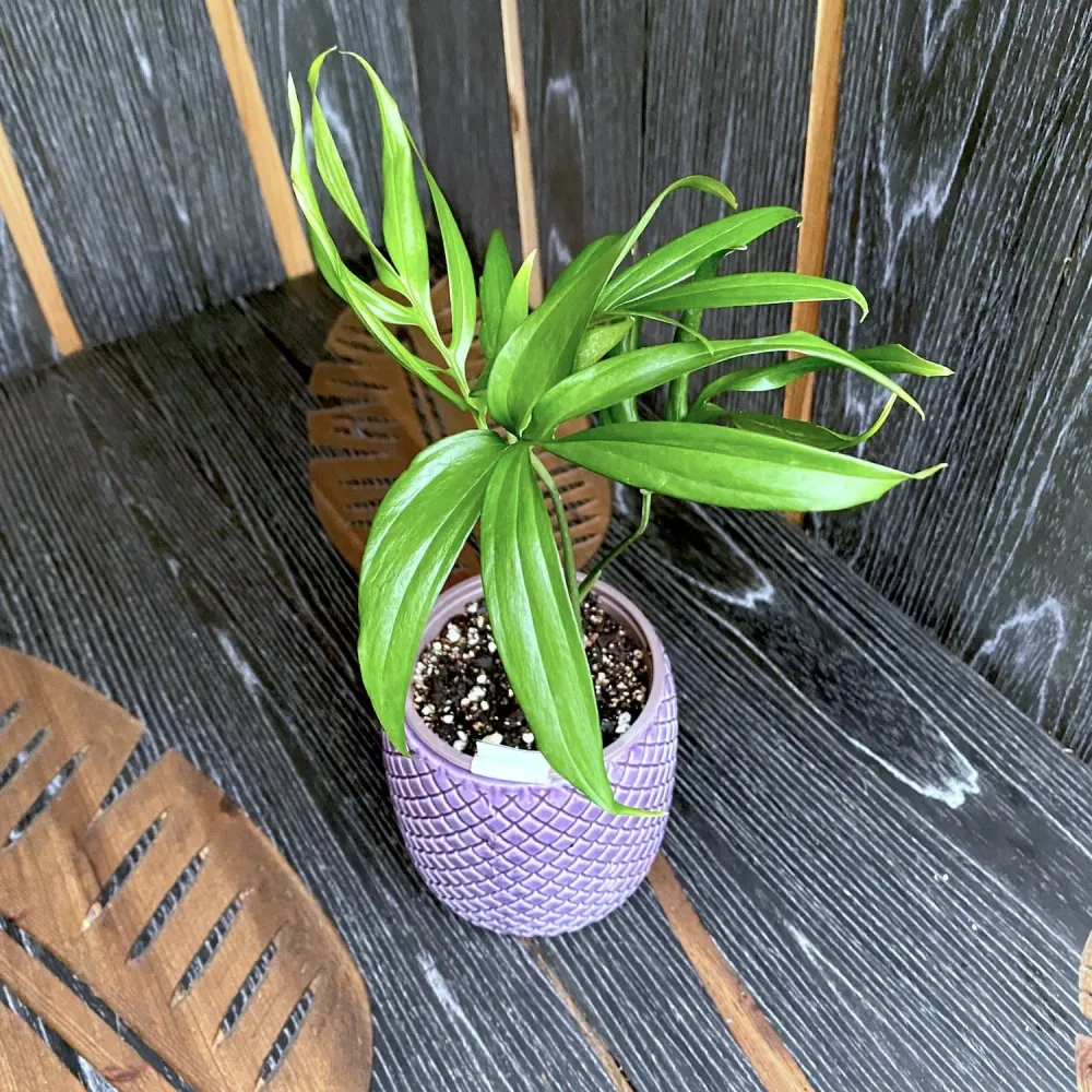 Monstera subpinnata