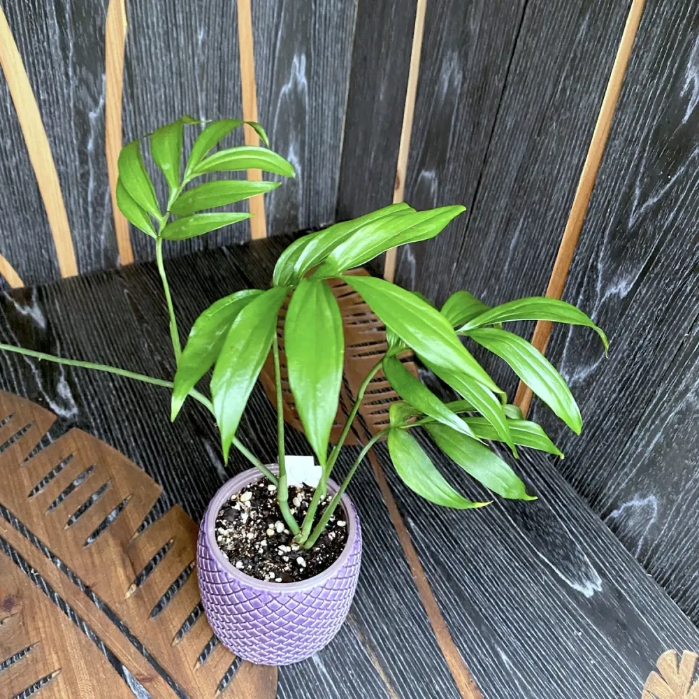 Monstera subpinnata