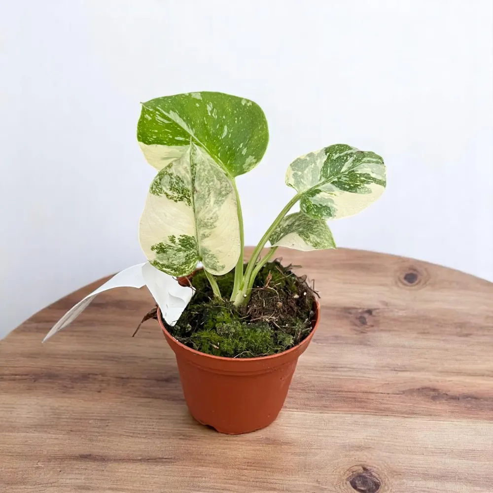 Monstera 'Thai Constellation' (super variegation)