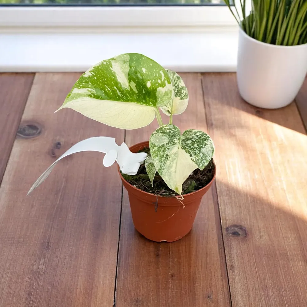 Monstera 'Thai Constellation' (super variegation)