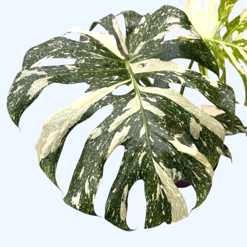 Monstera variegata 'Thai Constellation' - exemplare mari
