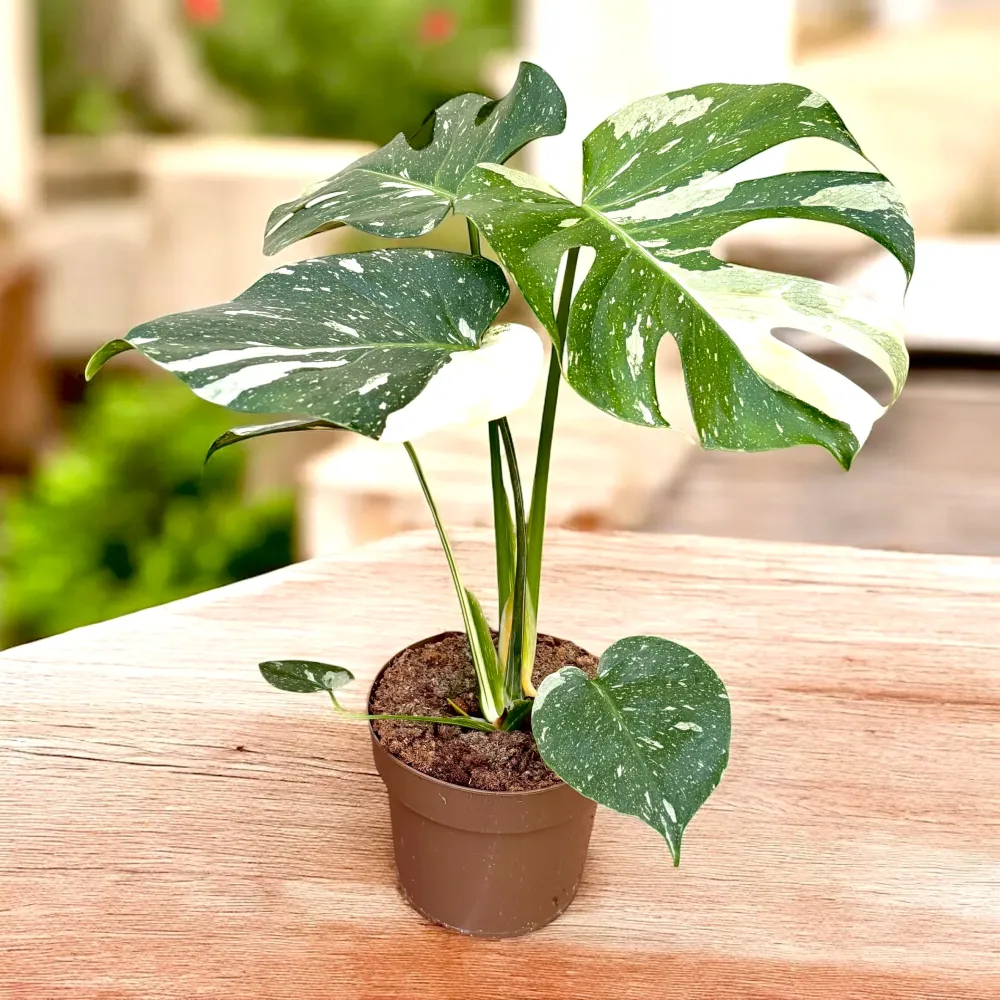 Monstera variegata 'Thai Constellation' - exemplare mari