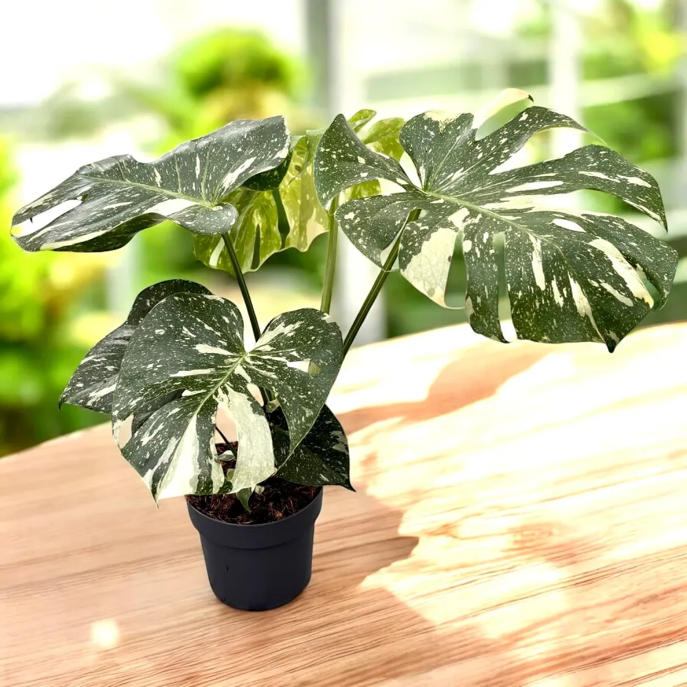 Monstera variegata 'Thai Constellation' - exemplare mari