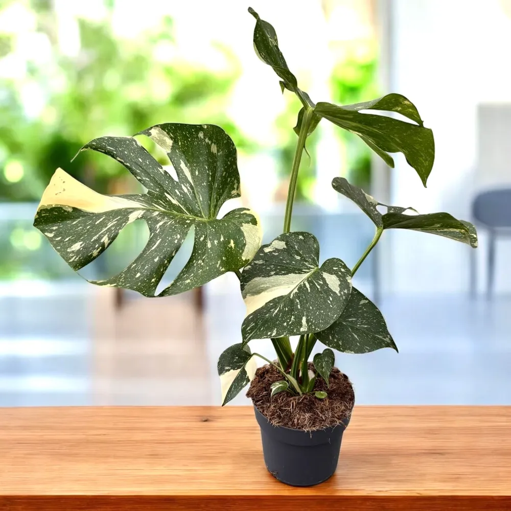 Monstera variegata 'Thai Constellation' - exemplare mari