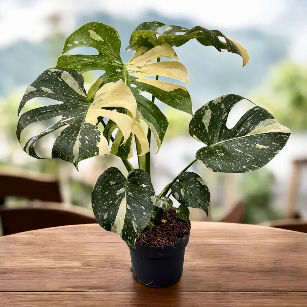 Monstera variegata 'Thai Constellation' - exemplare mari