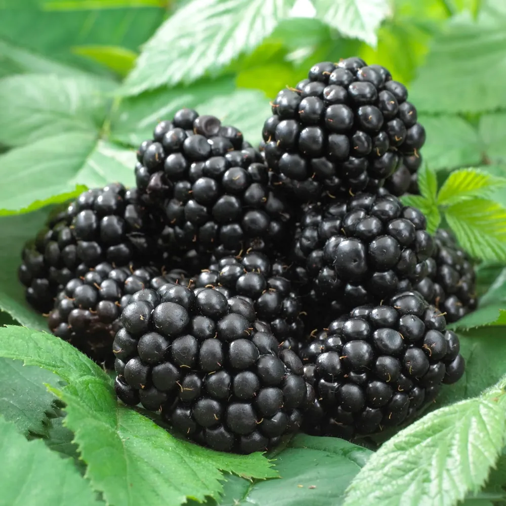 Mur fara ghimpi, fructe mari - Rubus fruticosus 'Black Satin'
