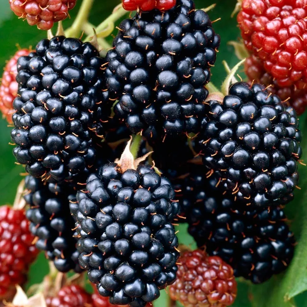 Mur fara ghimpi - Rubus fruticosus 'Merton Thornless'