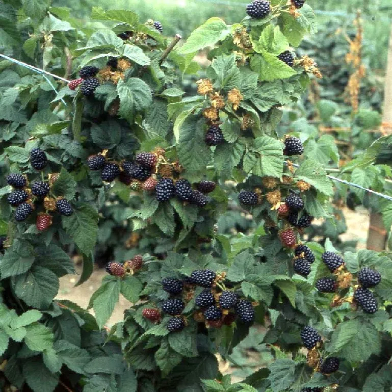Mur fara ghimpi - Rubus fruticosus 'Merton Thornless'