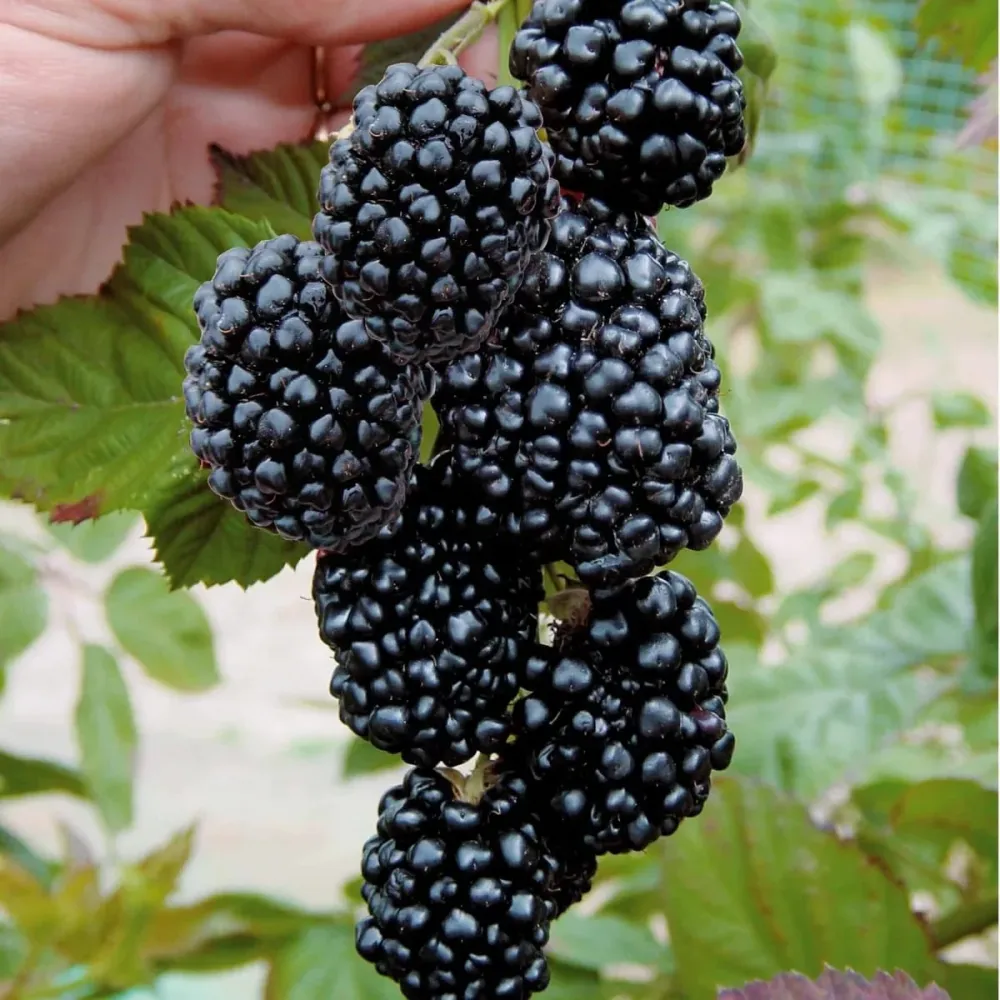Mur fara ghimpi - Rubus fruticosus 'Thornfree' D9
