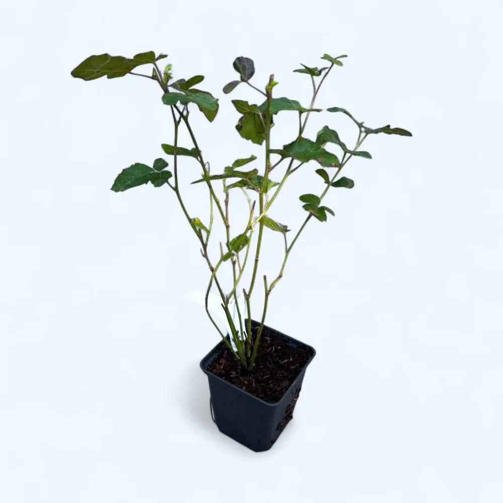 Mur fara ghimpi - Rubus fruticosus 'Thornfree' D9