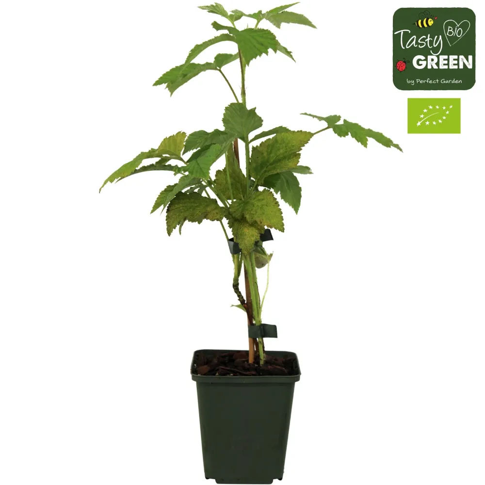 Mur fara ghimpi - Rubus fruticosus 'Thornfree' D9