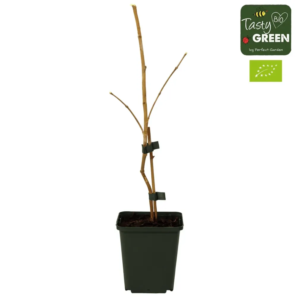 Mur fara ghimpi - Rubus fruticosus 'Thornfree' D9