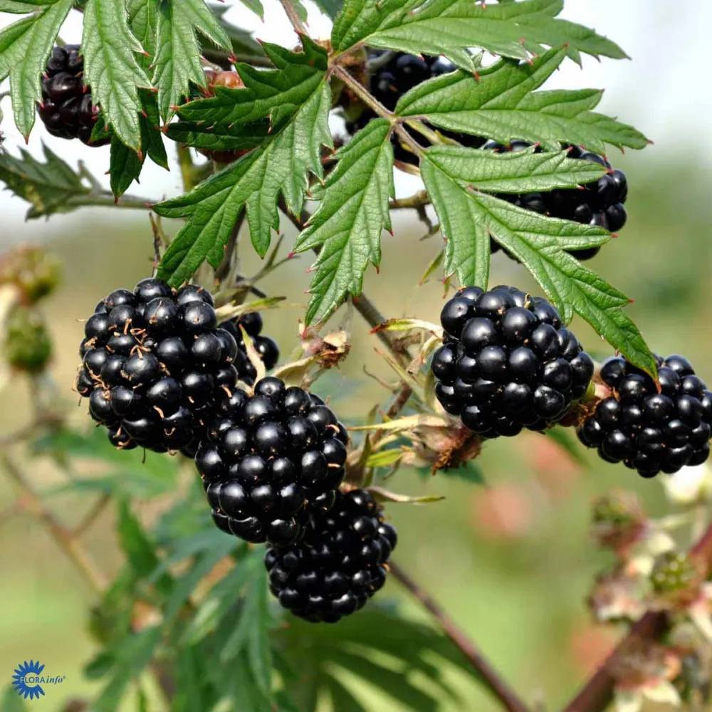 Mur fara spini, vesnic verde, cu productii uriase - Rubus fruticosus 'Thornless Evergreen' (Oregon Thornless)